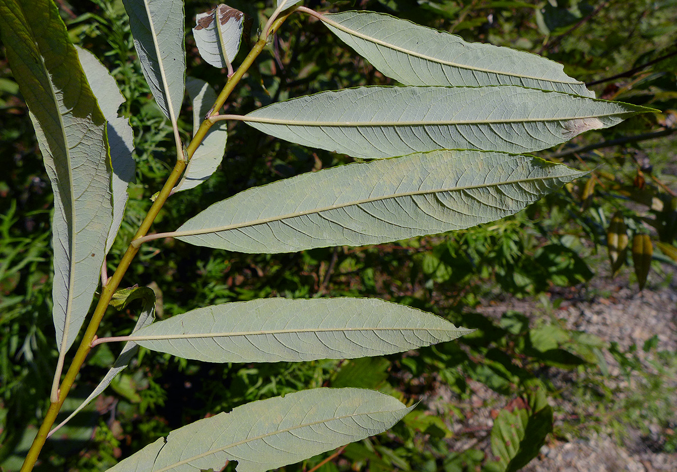 Изображение особи Salix &times; vorobievii.