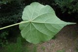 Abutilon theophrasti