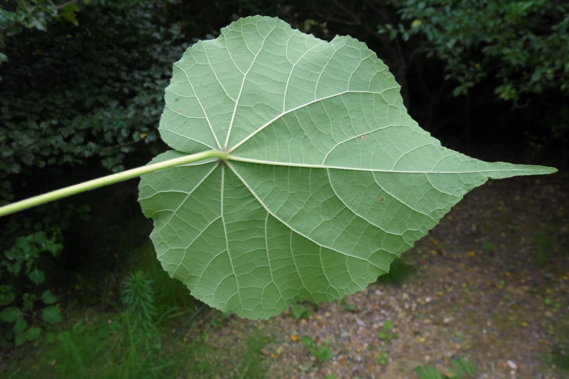 Image of Abutilon theophrasti specimen.