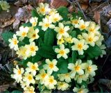 Primula vulgaris