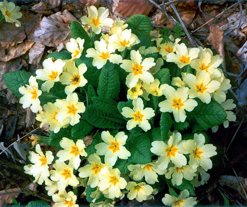 Image of Primula vulgaris specimen.