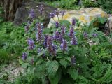 Agastache rugosa. Цветущие растения. Приморье, окр. г. Находка, бухта Прогулочная, разнотравный луг у песчано-галечного пляжа. 12.09.2016.