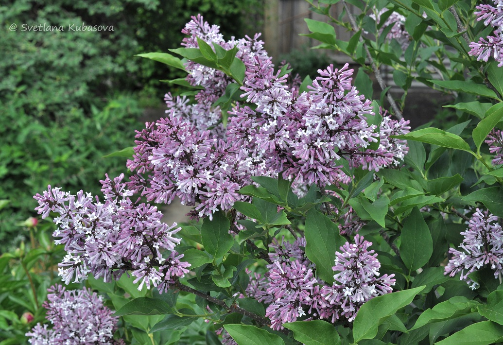 Image of Syringa pubescens ssp. patula specimen.