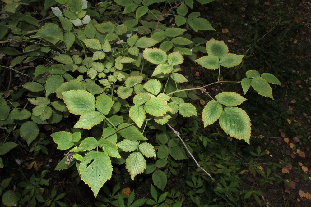 Изображение особи род Rubus.