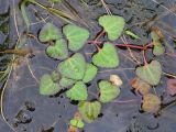Trapella sinensis. Побеги на поверхности воды. Приморский край, Черниговский р-н, окр. с. Вадимовка, старица р. Илистая. 26.07.2016.