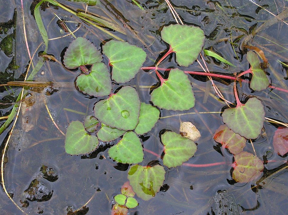 Изображение особи Trapella sinensis.