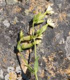 Melandrium album