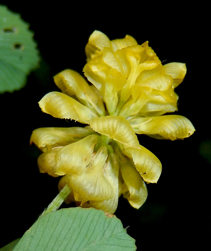 Image of Trifolium campestre specimen.