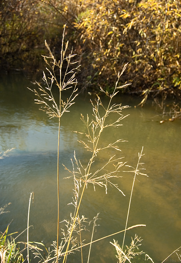 Изображение особи Agrostis gigantea.