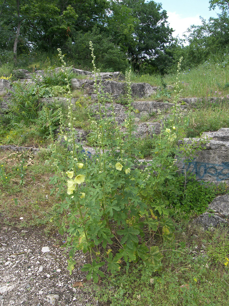 Изображение особи Alcea rugosa.