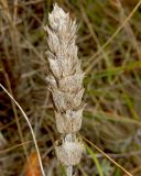 Sideritis euxina