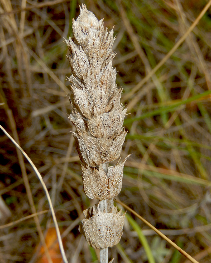 Image of Sideritis euxina specimen.
