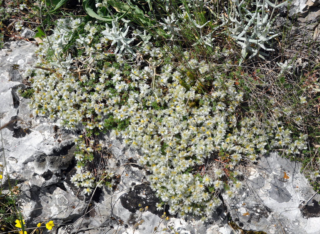 Изображение особи Paronychia cephalotes.