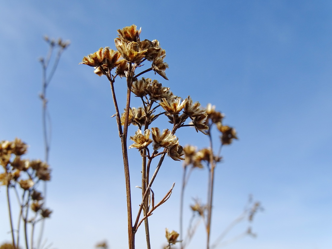 Изображение особи Filifolium sibiricum.