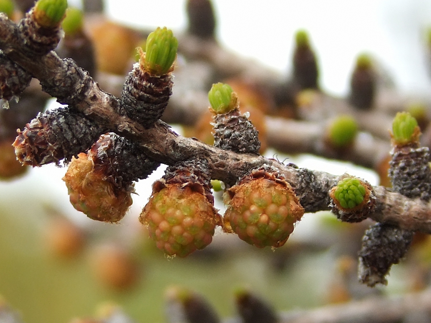 Изображение особи Larix cajanderi.