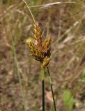 Carex colchica
