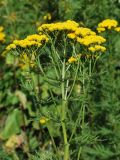 Tanacetum pseudachillea