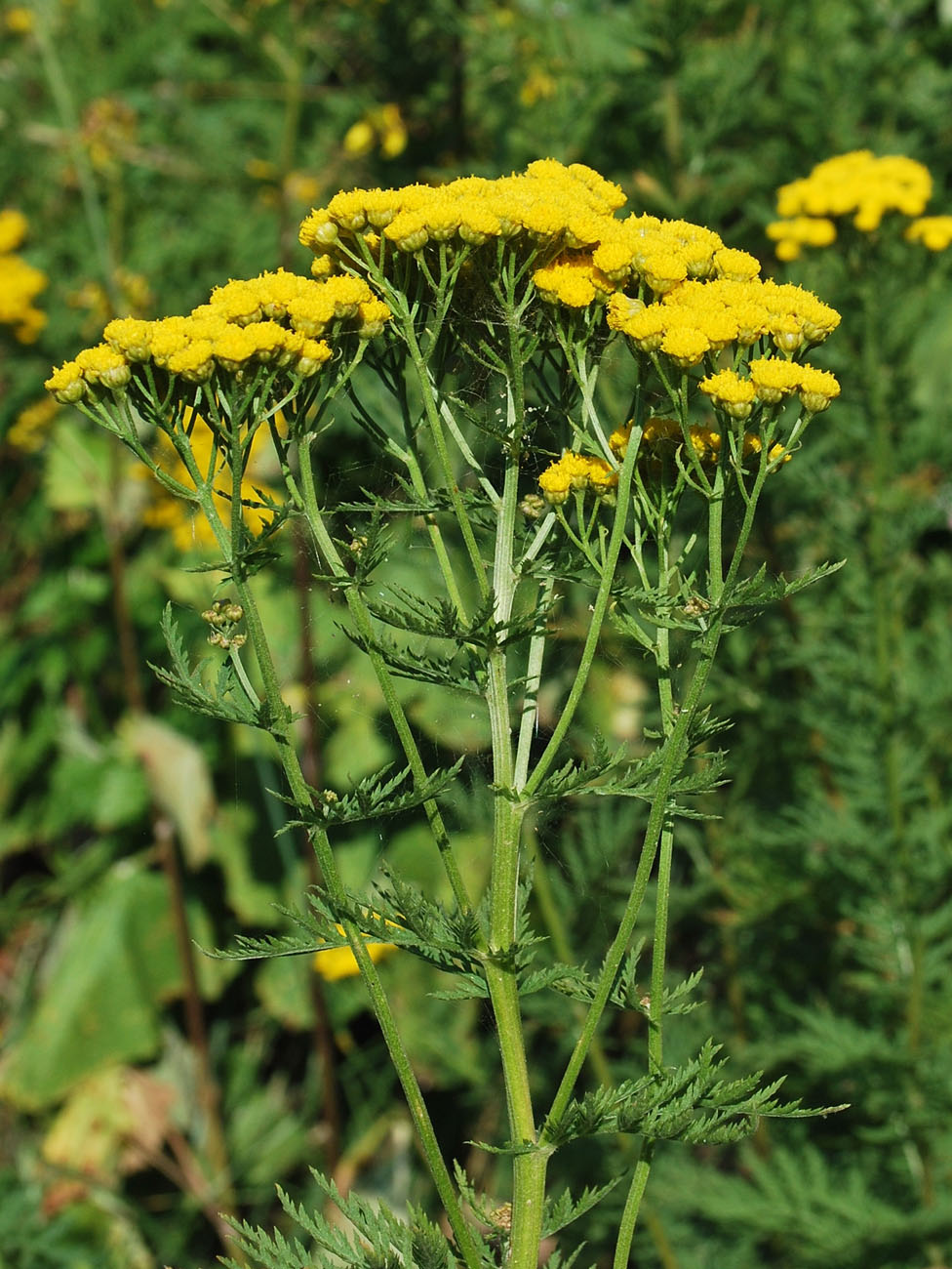 Image of Tanacetum pseudachillea specimen.