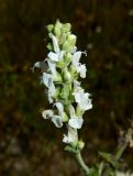 Salvia tesquicola