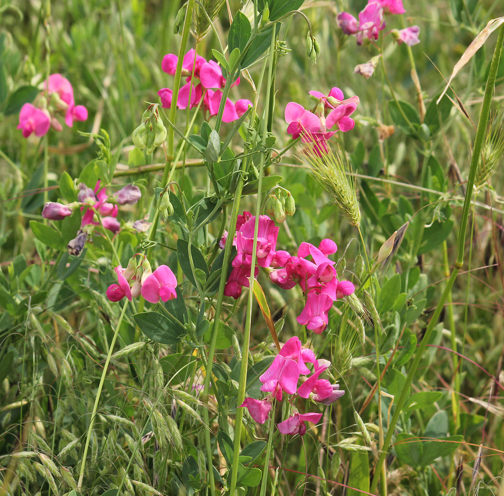 Image of Lathyrus tuberosus specimen.