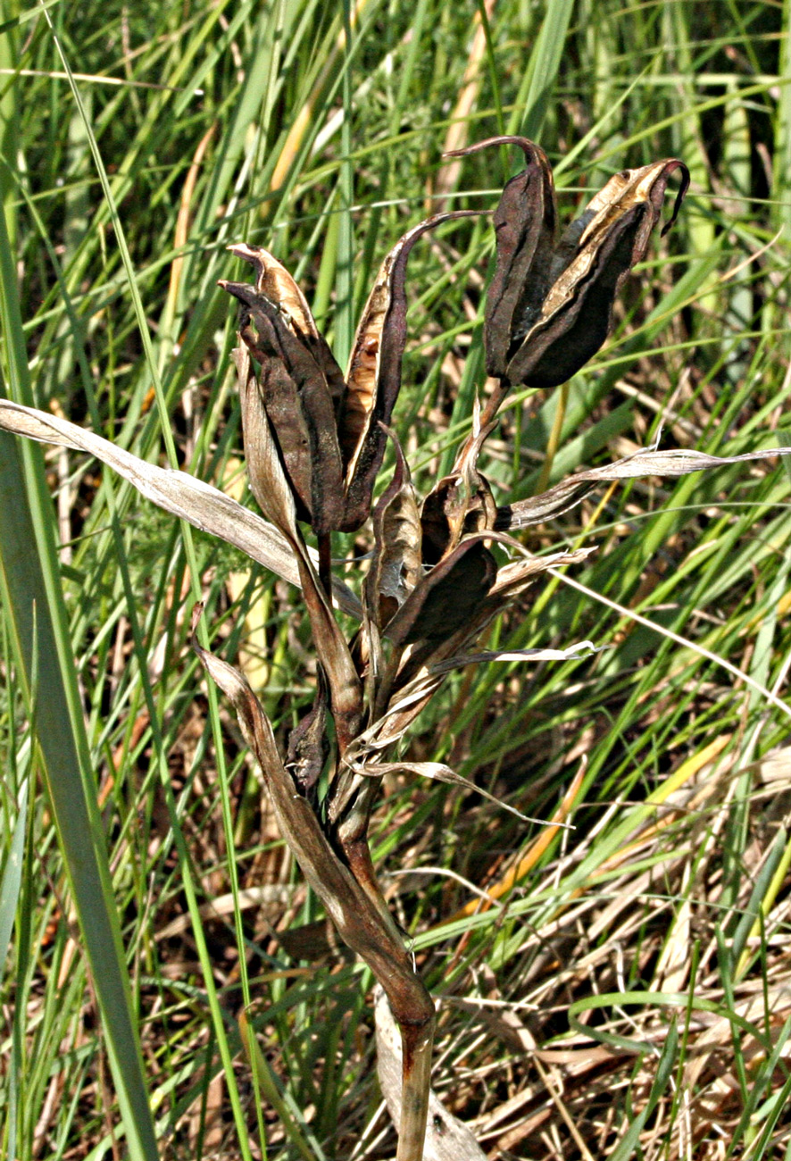 Image of Iris halophila specimen.
