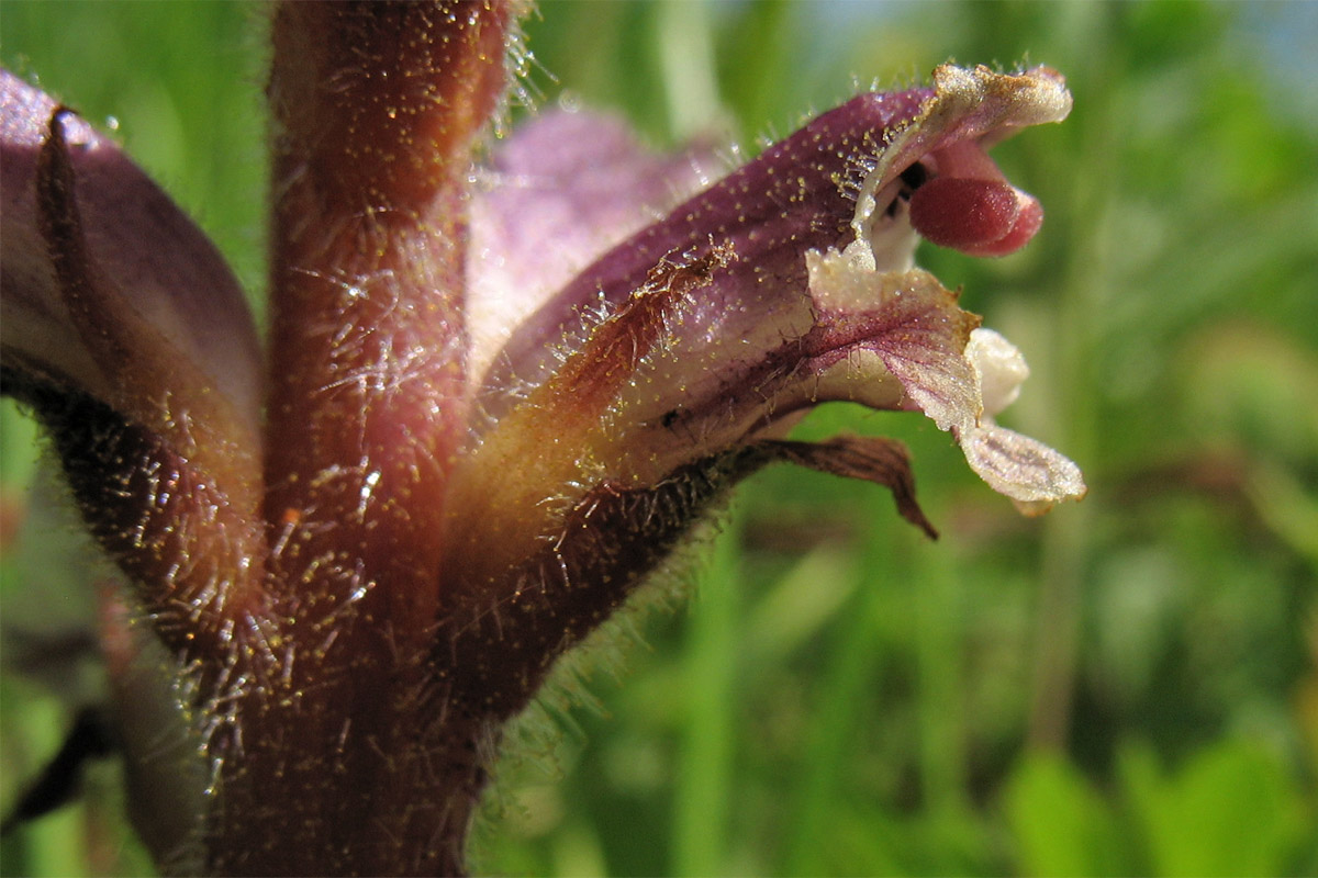 Image of Orobanche minor specimen.