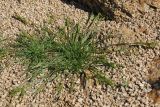 Schismus arabicus. Цветущее растение. США, Калифорния, Joshua Tree National Park, пустыня Колорадо. 01.03.2017.