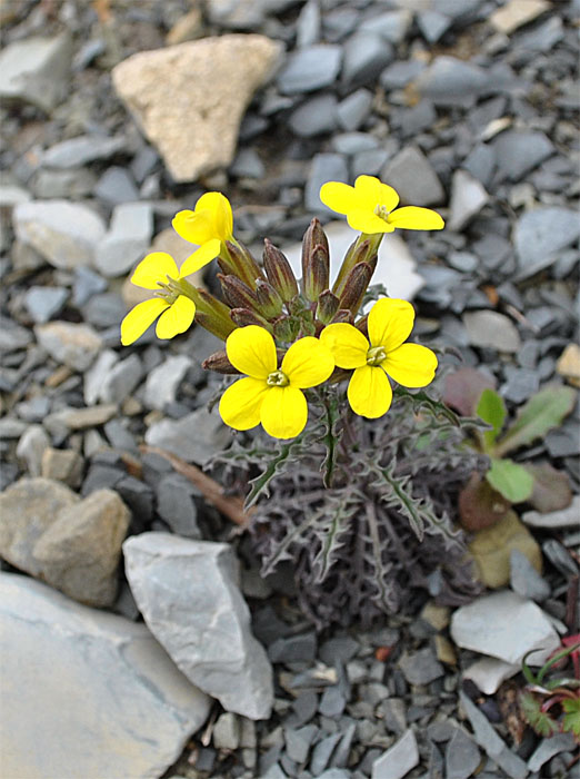 Image of Erysimum callicarpum specimen.