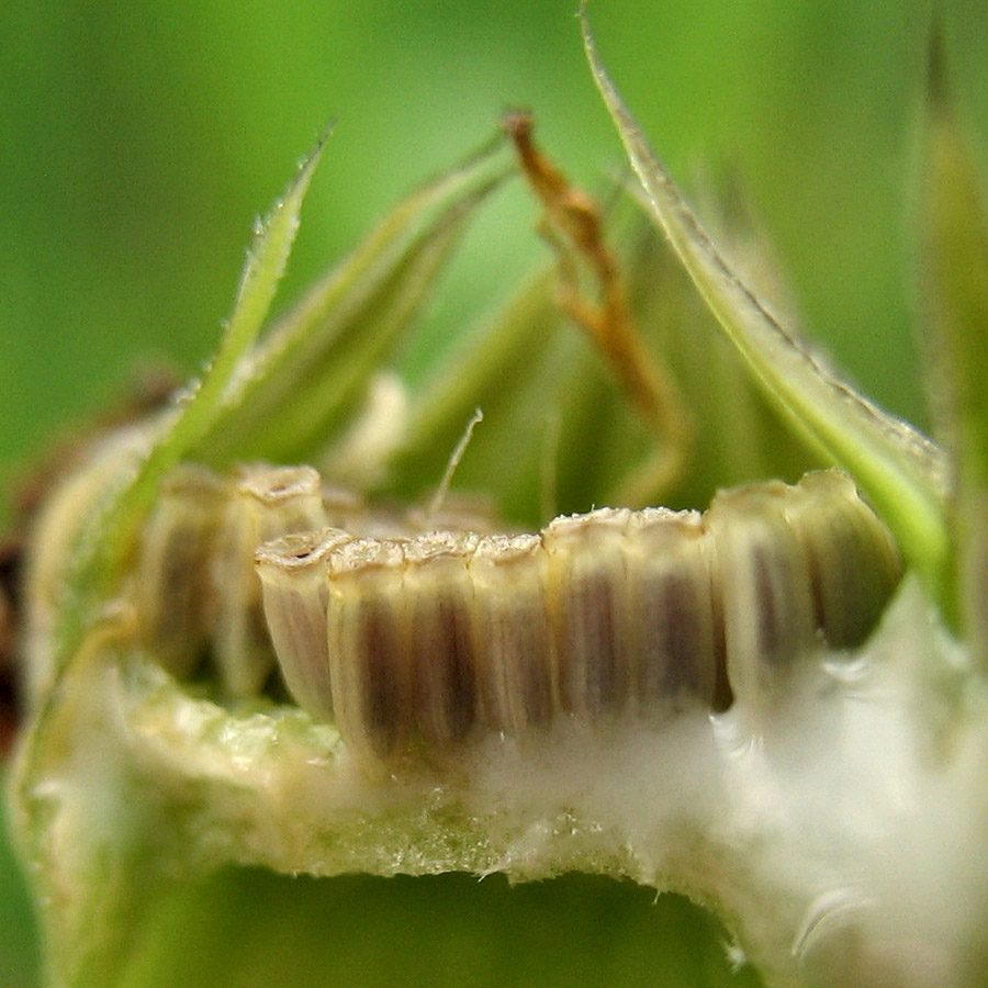 Image of Arnoseris minima specimen.