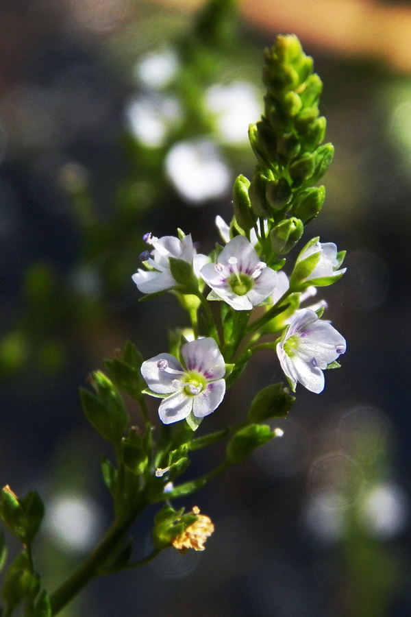 Image of Veronica anagallis-aquatica specimen.