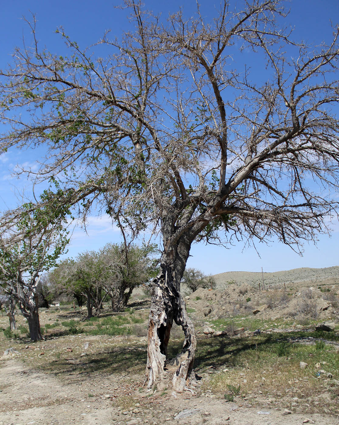 Image of Morus alba specimen.