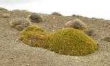 Chuquiraga aurea. Плодоносящее растение. Аргентина, пров. Санта Круз, нац. парк Bosque petrificado, полупустыня. 19.03.2014.