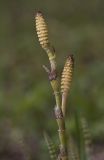 Equisetum pratense