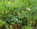 Rosa gallica