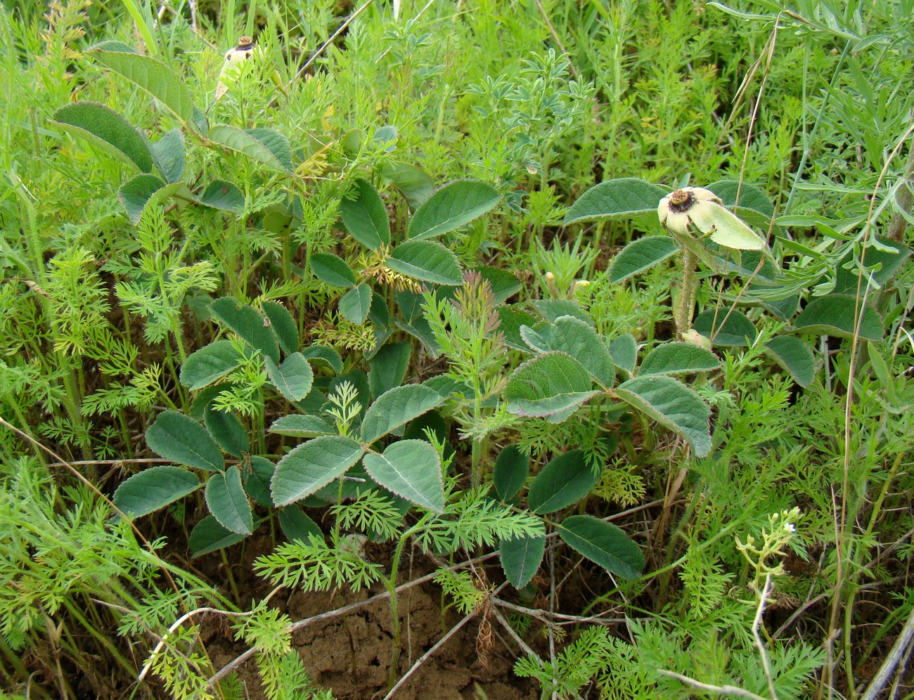 Image of Rosa gallica specimen.