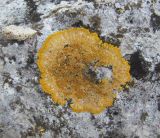 Caloplaca aurantia