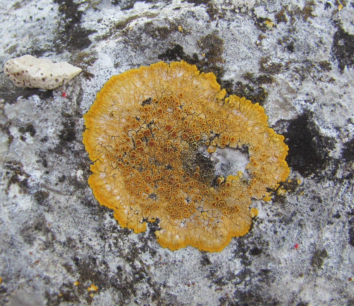 Image of Caloplaca aurantia specimen.