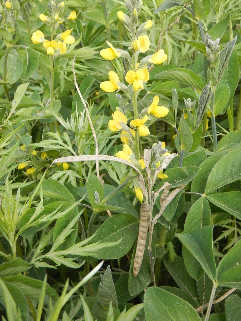 Image of Thermopsis lupinoides specimen.