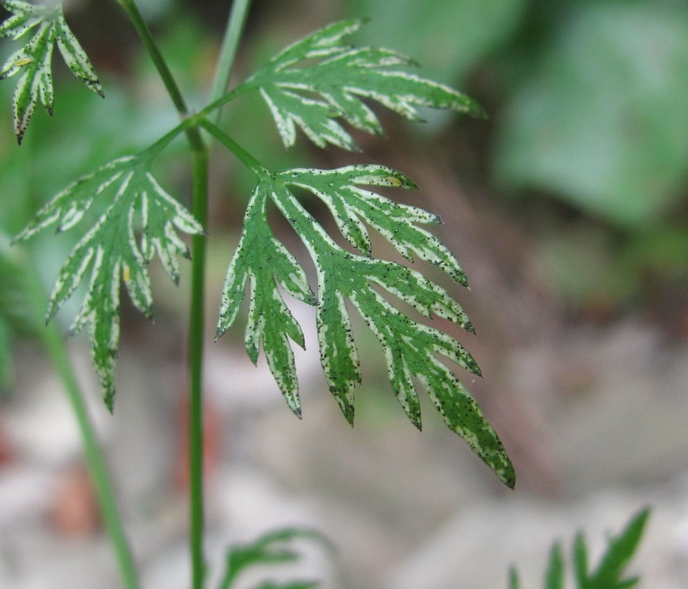 Изображение особи Aethusa cynapium.