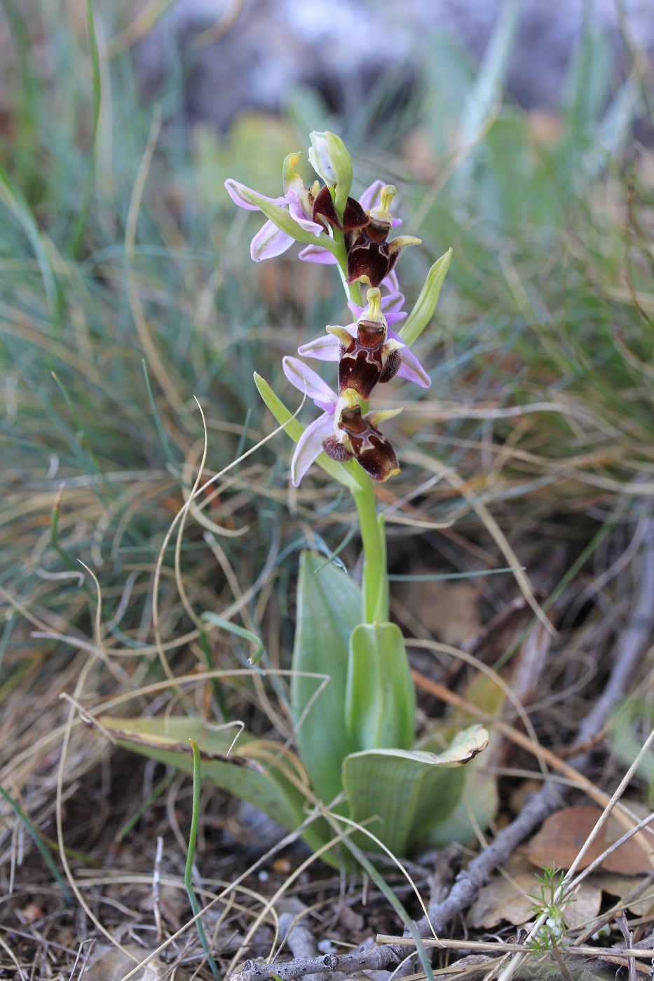 Image of Ophrys oestrifera specimen.