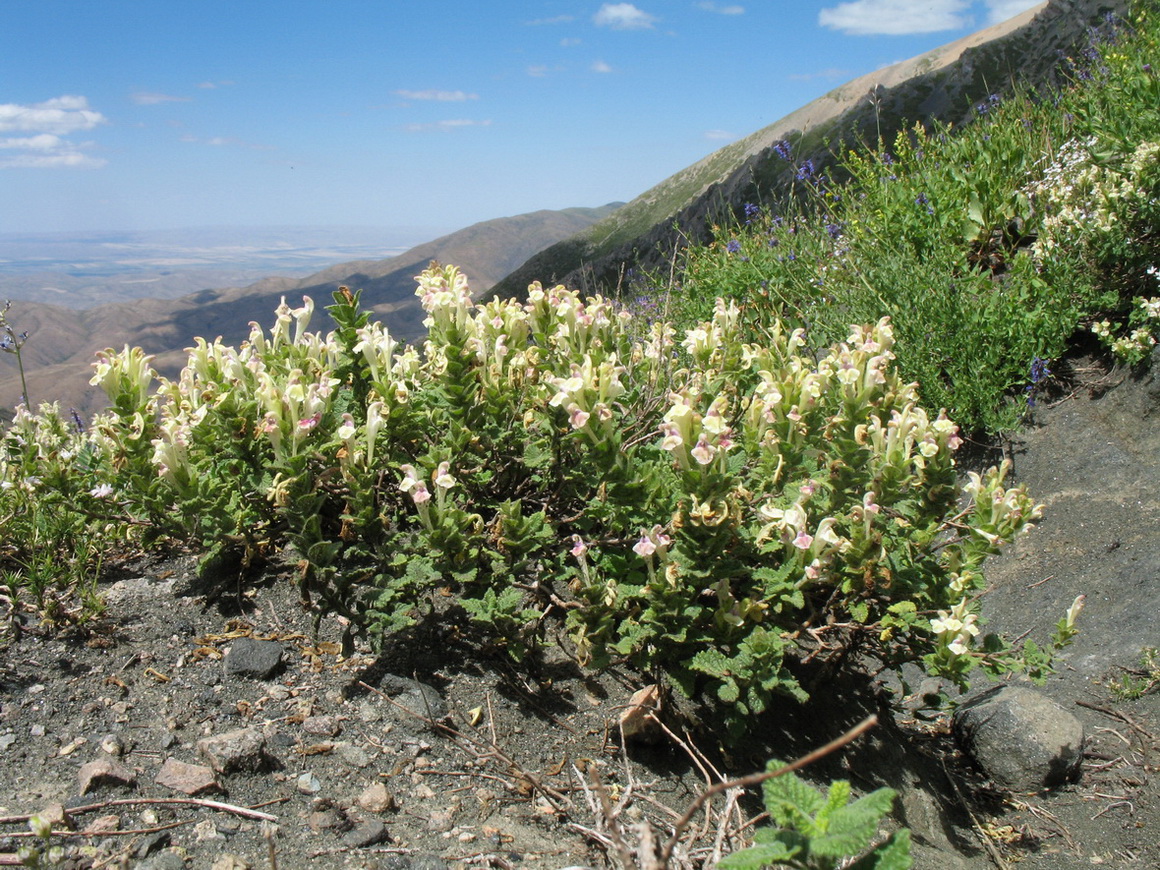 Image of Scutellaria cordifrons specimen.