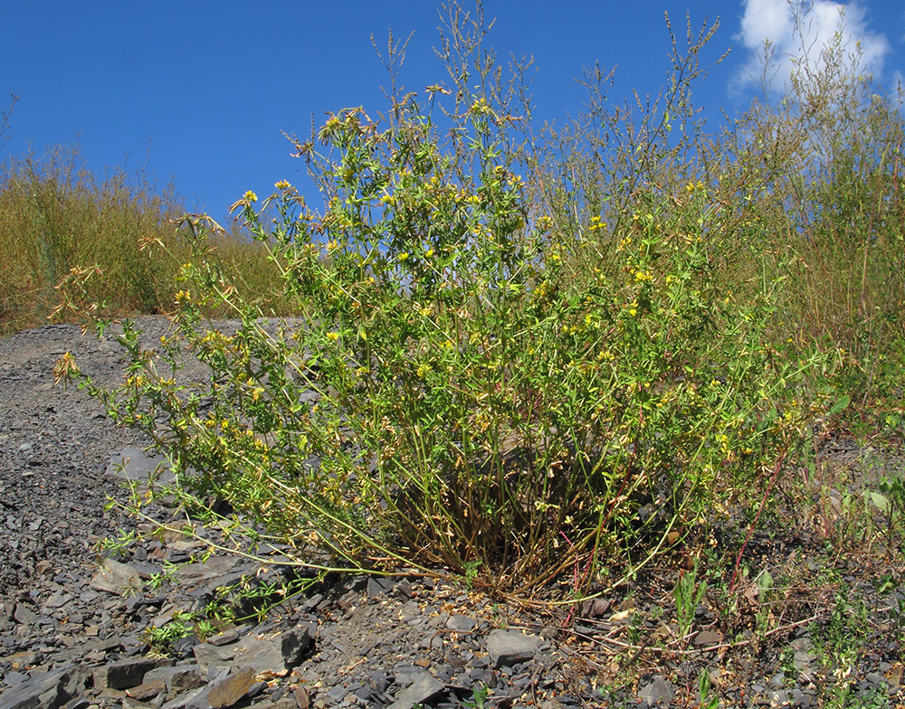 Image of genus Lotus specimen.