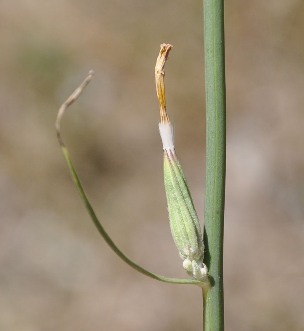 Изображение особи Chondrilla juncea.