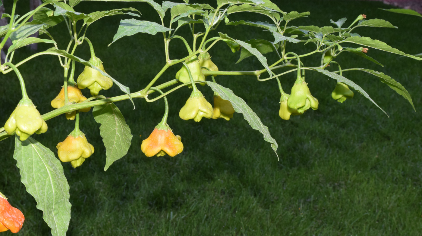 Изображение особи Capsicum annuum.