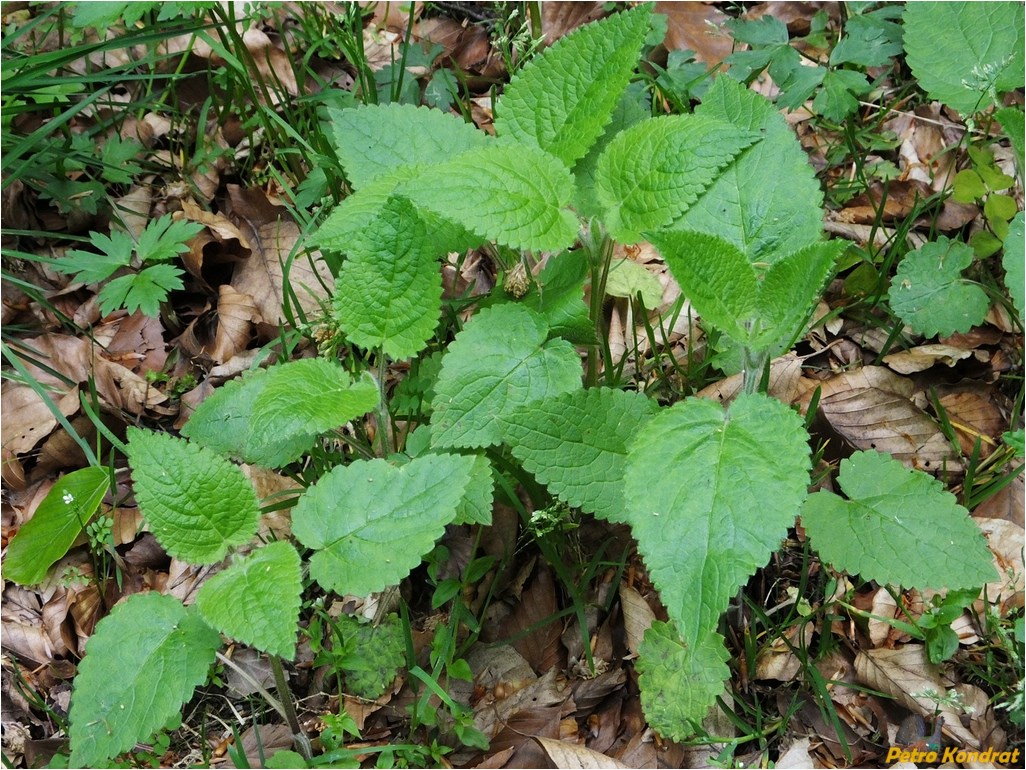 Image of Stachys sylvatica specimen.