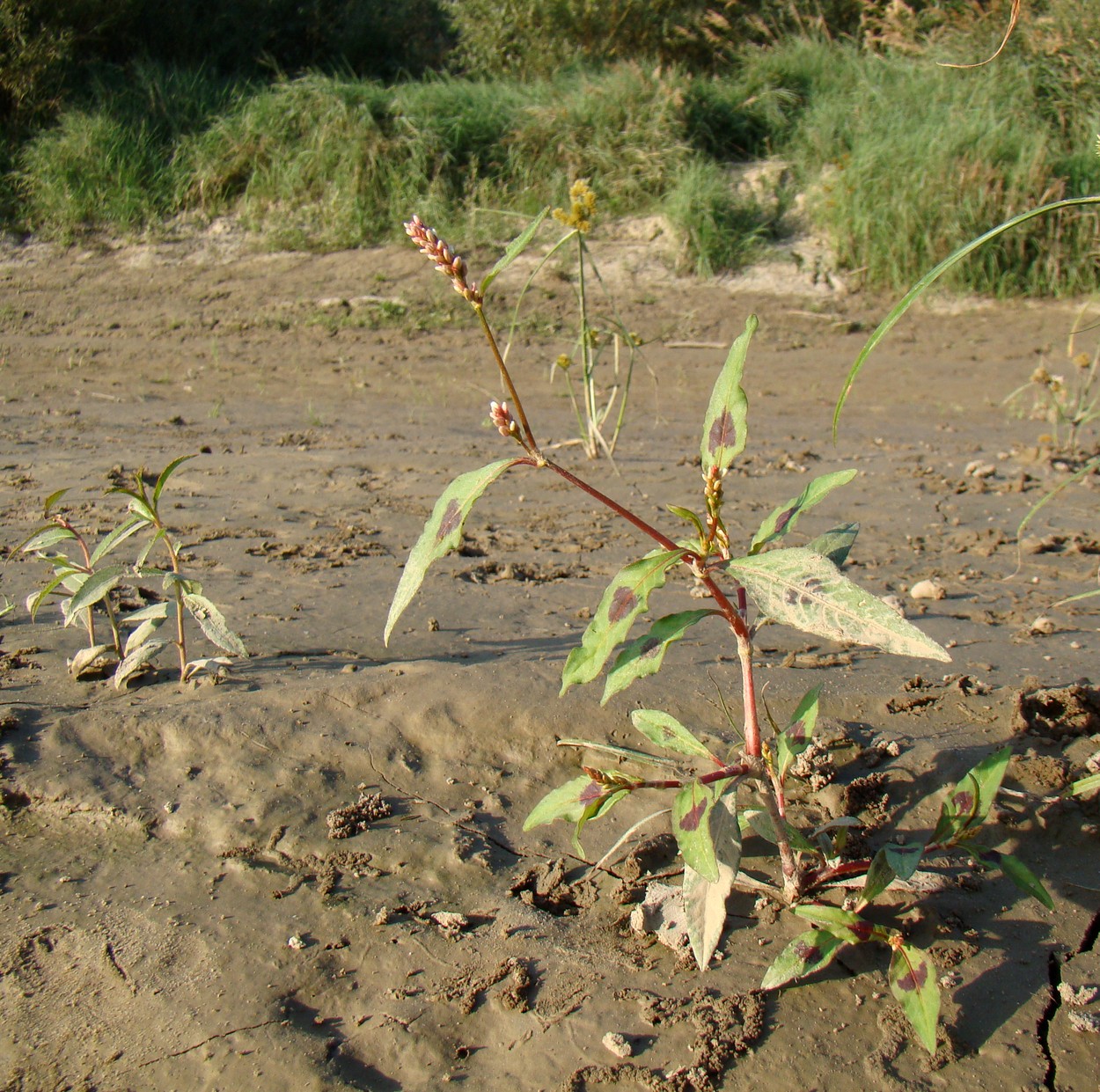 Изображение особи род Persicaria.