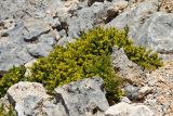 Berberis cretica. Цветущее растение. Греция, о-в Крит, ном Ханья (Νομός Χανίων), дим Сфакион (Δήμος Σφακίων), горный массив Лефка Ори (Λευκά Όρη), 1650 м н.у.м., каменистый склон. 21 июня 2017 г.