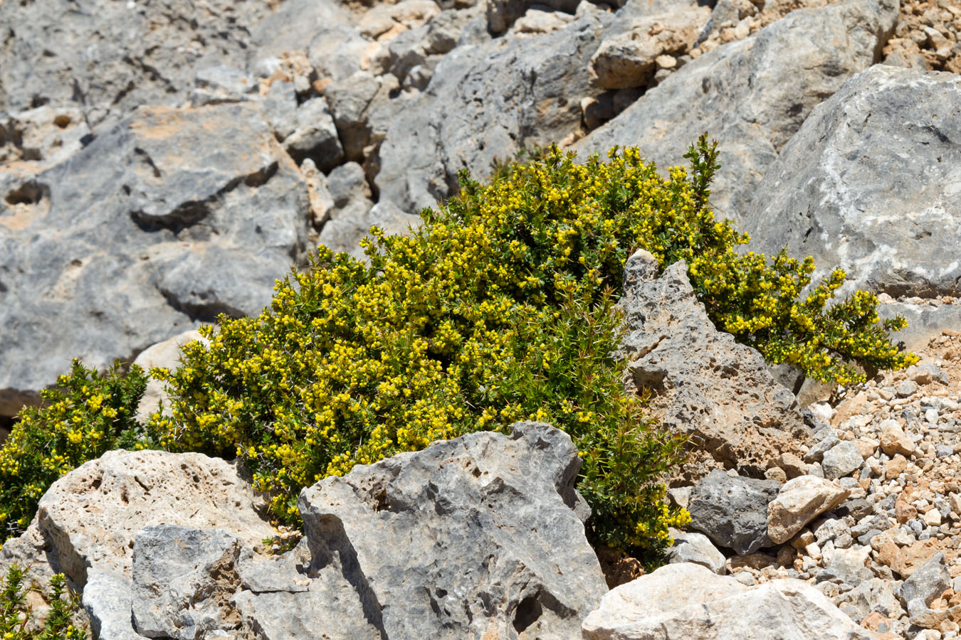 Изображение особи Berberis cretica.