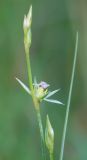 Juncus bufonius