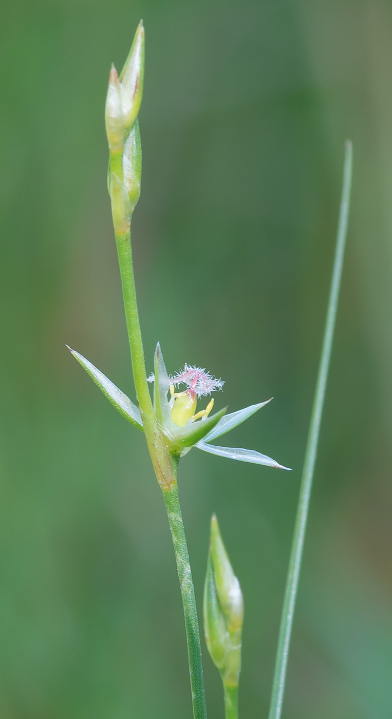 Изображение особи Juncus bufonius.